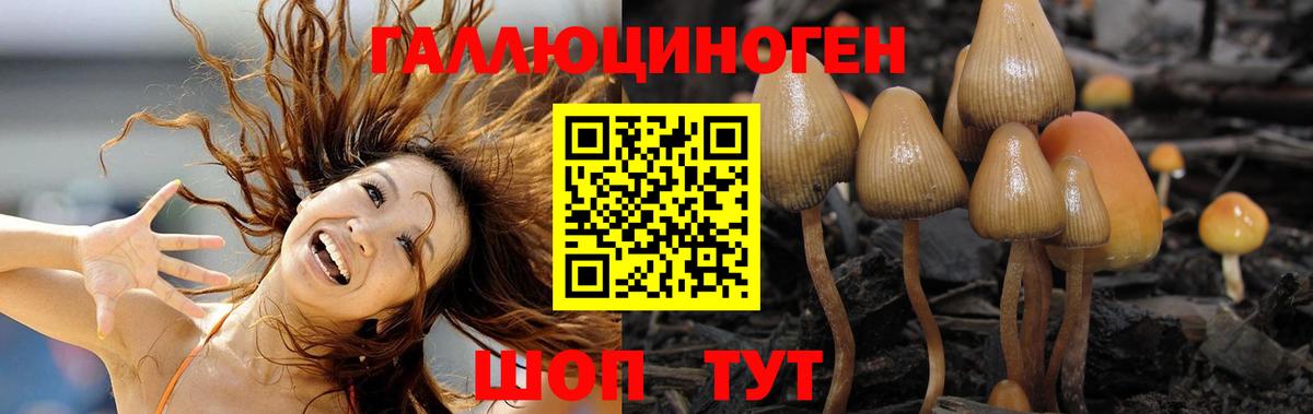 Галлюциногенные грибы Psilocybe  Ессентуки 